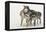 Gray Wolf pack behavior in winter, Canis lupus, Montana-Adam Jones-Framed Premier Image Canvas
