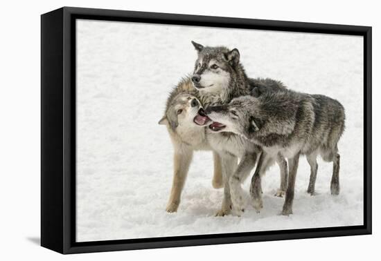 Gray Wolf pack behavior in winter, Canis lupus, Montana-Adam Jones-Framed Premier Image Canvas