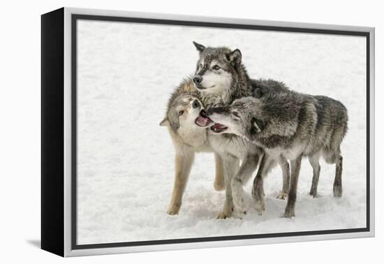 Gray Wolf pack behavior in winter, Canis lupus, Montana-Adam Jones-Framed Premier Image Canvas