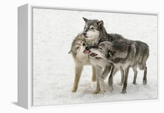 Gray Wolf pack behavior in winter, Canis lupus, Montana-Adam Jones-Framed Premier Image Canvas