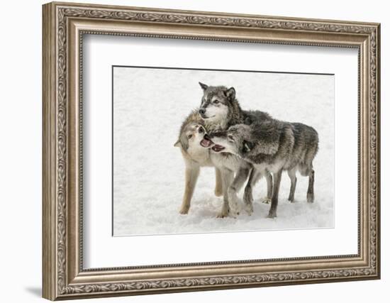 Gray Wolf pack behavior in winter, Canis lupus, Montana-Adam Jones-Framed Photographic Print