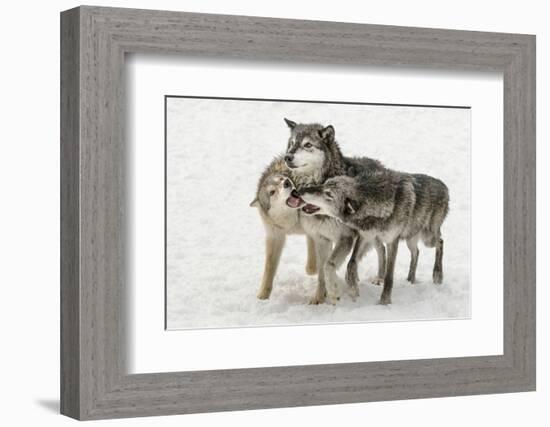 Gray Wolf pack behavior in winter, Canis lupus, Montana-Adam Jones-Framed Photographic Print