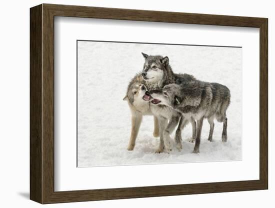 Gray Wolf pack behavior in winter, Canis lupus, Montana-Adam Jones-Framed Photographic Print
