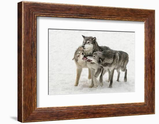 Gray Wolf pack behavior in winter, Canis lupus, Montana-Adam Jones-Framed Photographic Print