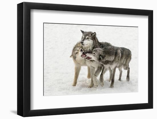 Gray Wolf pack behavior in winter, Canis lupus, Montana-Adam Jones-Framed Photographic Print