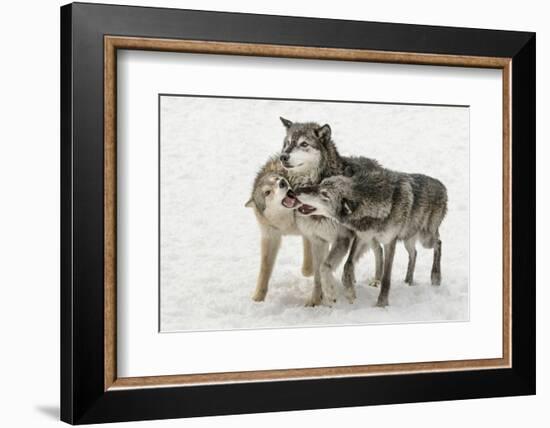 Gray Wolf pack behavior in winter, Canis lupus, Montana-Adam Jones-Framed Photographic Print