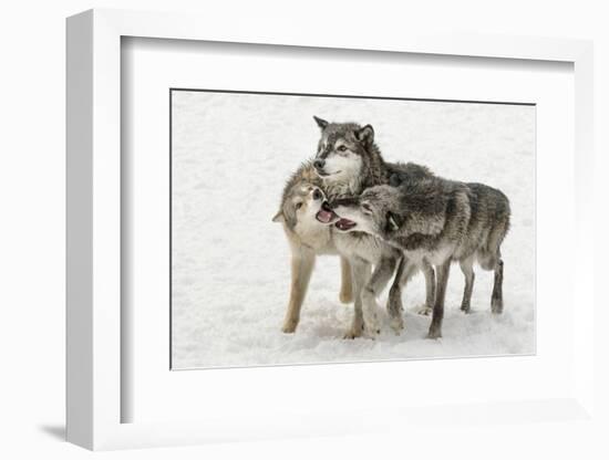 Gray Wolf pack behavior in winter, Canis lupus, Montana-Adam Jones-Framed Photographic Print