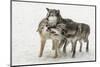 Gray Wolf pack behavior in winter, Canis lupus, Montana-Adam Jones-Mounted Photographic Print