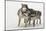 Gray Wolf pack behavior in winter, Canis lupus, Montana-Adam Jones-Mounted Photographic Print