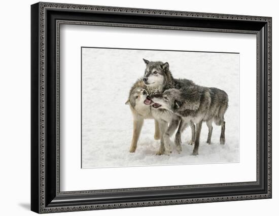 Gray Wolf pack behavior in winter, Canis lupus, Montana-Adam Jones-Framed Photographic Print