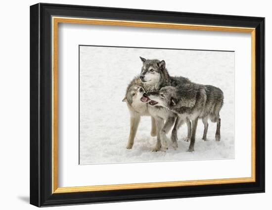 Gray Wolf pack behavior in winter, Canis lupus, Montana-Adam Jones-Framed Photographic Print