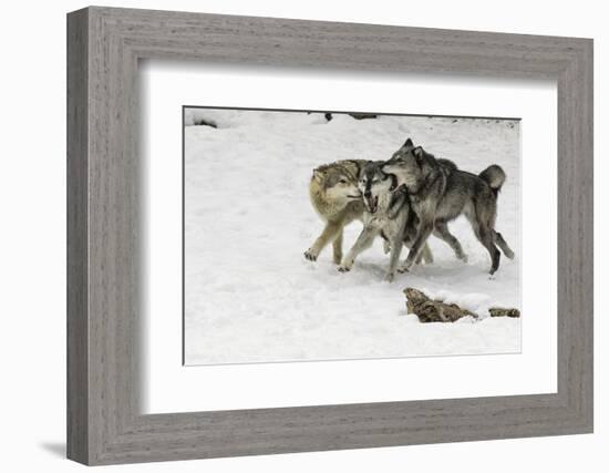 Gray Wolf pack behavior in winter, Montana-Adam Jones-Framed Photographic Print