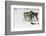 Gray Wolf pack behavior in winter, Montana-Adam Jones-Framed Photographic Print