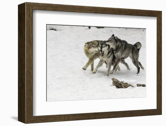 Gray Wolf pack behavior in winter, Montana-Adam Jones-Framed Photographic Print