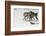 Gray Wolf pack behavior in winter, Montana-Adam Jones-Framed Photographic Print