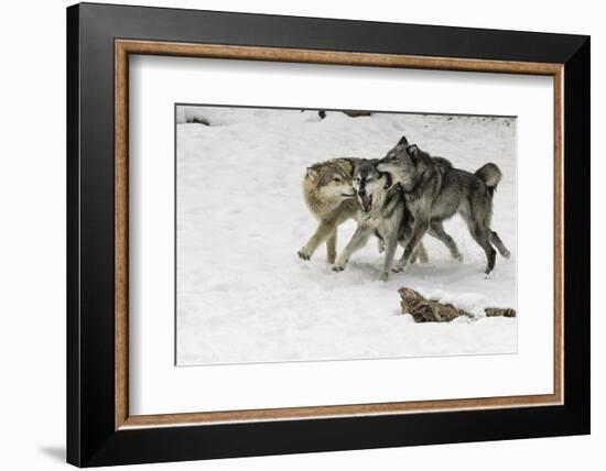 Gray Wolf pack behavior in winter, Montana-Adam Jones-Framed Photographic Print