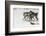 Gray Wolf pack behavior in winter, Montana-Adam Jones-Framed Photographic Print