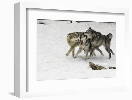 Gray Wolf pack behavior in winter, Montana-Adam Jones-Framed Photographic Print