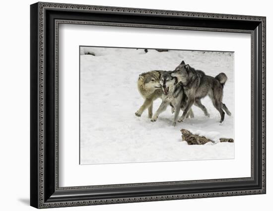 Gray Wolf pack behavior in winter, Montana-Adam Jones-Framed Photographic Print