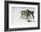 Gray Wolf pack behavior in winter, Montana-Adam Jones-Framed Photographic Print