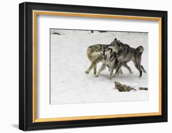 Gray Wolf pack behavior in winter, Montana-Adam Jones-Framed Photographic Print