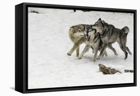 Gray Wolf pack behavior in winter, Montana-Adam Jones-Framed Premier Image Canvas