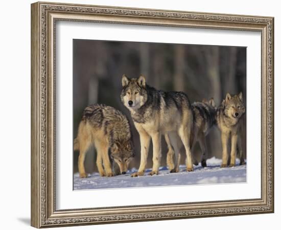 Gray Wolf Pack in Snow-DLILLC-Framed Photographic Print