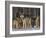 Gray Wolf Pack in Snow-DLILLC-Framed Photographic Print