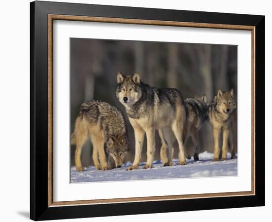 Gray Wolf Pack in Snow-DLILLC-Framed Photographic Print