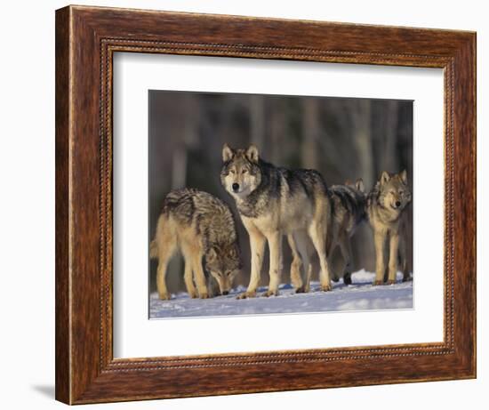 Gray Wolf Pack in Snow-DLILLC-Framed Photographic Print