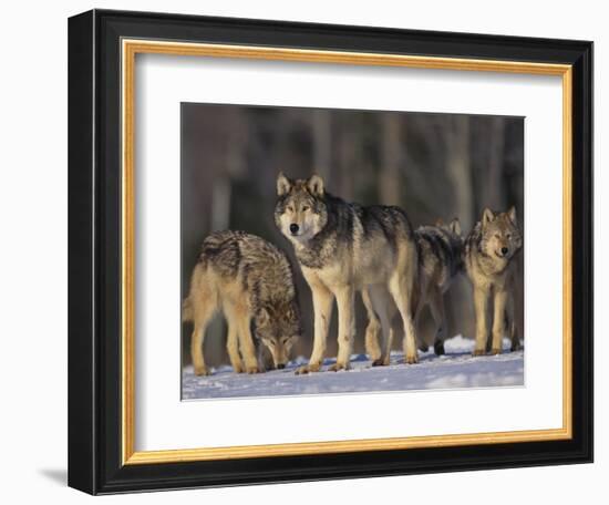 Gray Wolf Pack in Snow-DLILLC-Framed Photographic Print