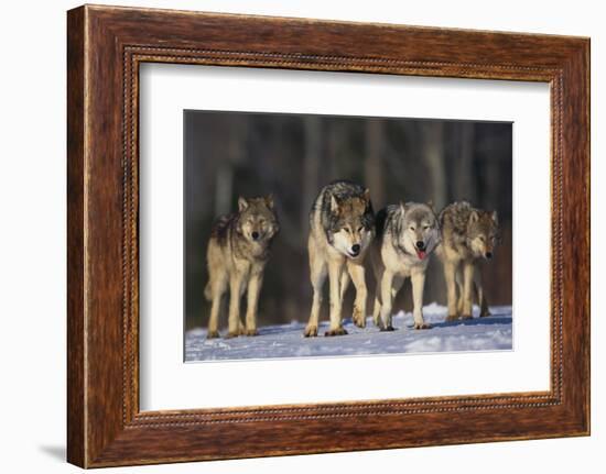 Gray Wolf Pack in Snow-DLILLC-Framed Photographic Print