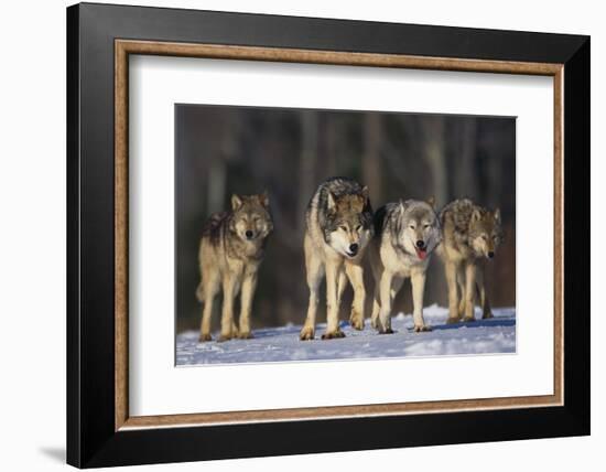 Gray Wolf Pack in Snow-DLILLC-Framed Photographic Print