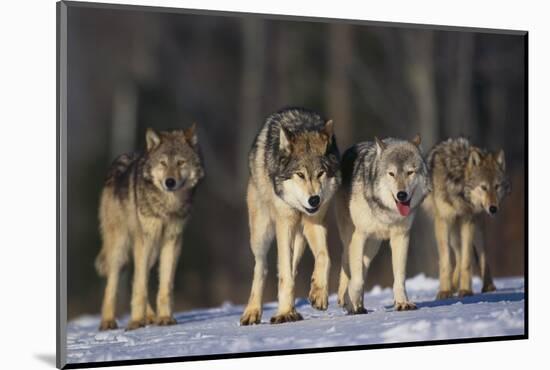 Gray Wolf Pack in Snow-DLILLC-Mounted Photographic Print