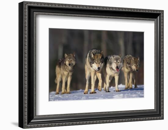 Gray Wolf Pack in Snow-DLILLC-Framed Photographic Print