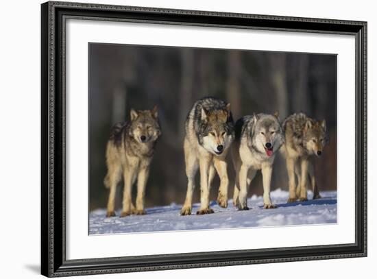 Gray Wolf Pack in Snow-DLILLC-Framed Photographic Print