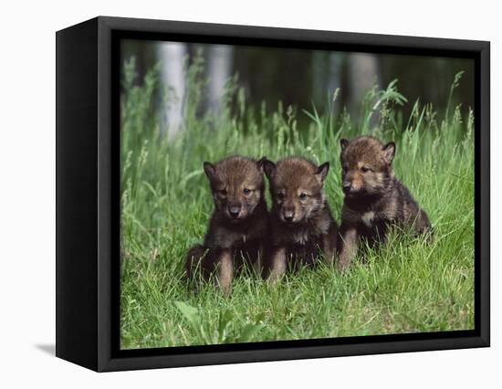 Gray Wolf Pups (Canis Lupus), 27 Days Old, in Captivity, Minnesota, USA-James Hager-Framed Premier Image Canvas