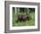 Gray Wolf Pups (Canis Lupus), 27 Days Old, in Captivity, Minnesota, USA-James Hager-Framed Photographic Print