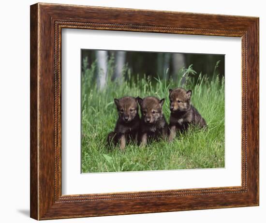 Gray Wolf Pups (Canis Lupus), 27 Days Old, in Captivity, Minnesota, USA-James Hager-Framed Photographic Print