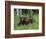 Gray Wolf Pups (Canis Lupus), 27 Days Old, in Captivity, Minnesota, USA-James Hager-Framed Photographic Print