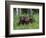 Gray Wolf Pups (Canis Lupus), 27 Days Old, in Captivity, Minnesota, USA-James Hager-Framed Photographic Print