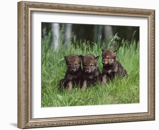 Gray Wolf Pups (Canis Lupus), 27 Days Old, in Captivity, Minnesota, USA-James Hager-Framed Photographic Print