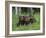 Gray Wolf Pups (Canis Lupus), 27 Days Old, in Captivity, Minnesota, USA-James Hager-Framed Photographic Print