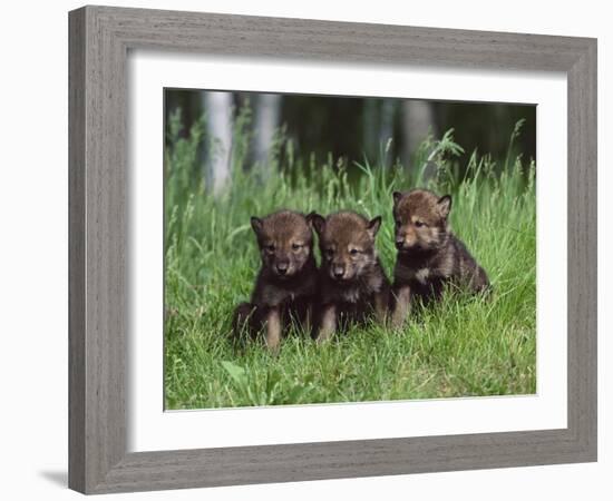 Gray Wolf Pups (Canis Lupus), 27 Days Old, in Captivity, Minnesota, USA-James Hager-Framed Photographic Print