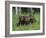 Gray Wolf Pups (Canis Lupus), 27 Days Old, in Captivity, Minnesota, USA-James Hager-Framed Photographic Print