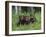 Gray Wolf Pups (Canis Lupus), 27 Days Old, in Captivity, Minnesota, USA-James Hager-Framed Photographic Print