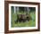 Gray Wolf Pups (Canis Lupus), 27 Days Old, in Captivity, Minnesota, USA-James Hager-Framed Photographic Print