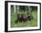 Gray Wolf Pups (Canis Lupus), 27 Days Old, in Captivity, Minnesota, USA-James Hager-Framed Photographic Print