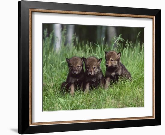 Gray Wolf Pups (Canis Lupus), 27 Days Old, in Captivity, Minnesota, USA-James Hager-Framed Photographic Print