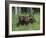 Gray Wolf Pups (Canis Lupus), 27 Days Old, in Captivity, Minnesota, USA-James Hager-Framed Photographic Print